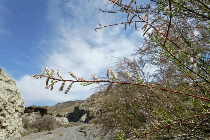 Framed Print : Tamarisk (Tamarix sp.) bush flowering beside a dry river bed in highly arid landscape, Tabernas Desert, Almeria, Spain. March Framed Print : Tamarisk (Tamarix sp.) bush flowering beside a dry river bed in highly arid landscape, Tabernas Desert, Almeria, Spain. March