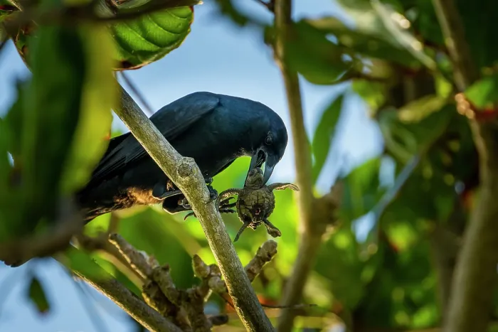 Framed Print : Tamaulipas crow (Corvus imparatus) perched in tree, feeding on Kemp's ridley turtle (Lepidochelys kempii) hatchling, Rancho Nuevo Sea Turtle Sanctuary, Tamaulipas, Mexico Framed Print : Tamaulipas crow (Corvus imparatus) perched in tree, feeding on Kemp's ridley turtle (Lepidochelys kempii) hatchling, Rancho Nuevo Sea Turtle Sanctuary, Tamaulipas, Mexico