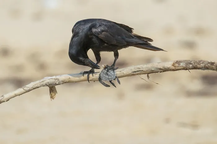 Framed Print : Tamaulipas crow (Corvus imparatus) preying on Kemp's ridley turtle (Lepidochelys kempii) hatchling, Rancho Nuevo Sea Turtle Sanctuary, Tamaulipas, Mexico. Critically endangered Framed Print : Tamaulipas crow (Corvus imparatus) preying on Kemp's ridley turtle (Lepidochelys kempii) hatchling, Rancho Nuevo Sea Turtle Sanctuary, Tamaulipas, Mexico. Critically endangered