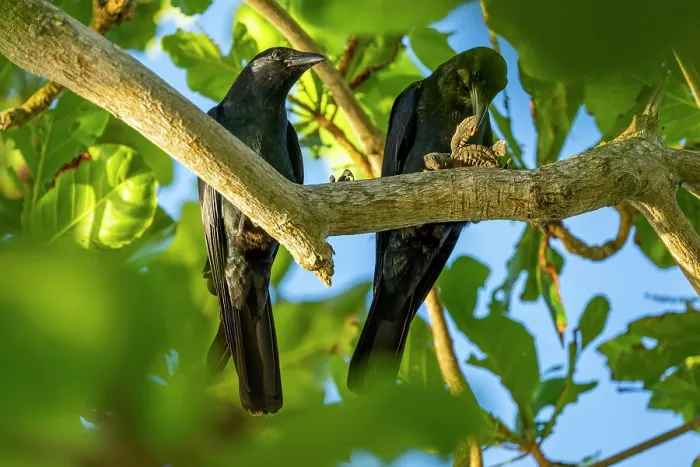 Framed Print : Two Tamaulipas crows (Corvus imparatus) perched in tree, one feeding on Kemp's ridley turtle (Lepidochelys kempii) hatchling, Rancho Nuevo Sea Turtle Sanctuary, Tamaulipas Framed Print : Two Tamaulipas crows (Corvus imparatus) perched in tree, one feeding on Kemp's ridley turtle (Lepidochelys kempii) hatchling, Rancho Nuevo Sea Turtle Sanctuary, Tamaulipas