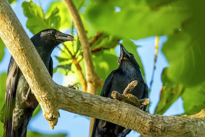 Framed Print : Two Tamaulipas crows (Corvus imparatus) perched in tree, one feeding on Kemp's ridley turtle (Lepidochelys kempii) hatchling, Rancho Nuevo Sea Turtle Sanctuary, Tamaulipas Framed Print : Two Tamaulipas crows (Corvus imparatus) perched in tree, one feeding on Kemp's ridley turtle (Lepidochelys kempii) hatchling, Rancho Nuevo Sea Turtle Sanctuary, Tamaulipas