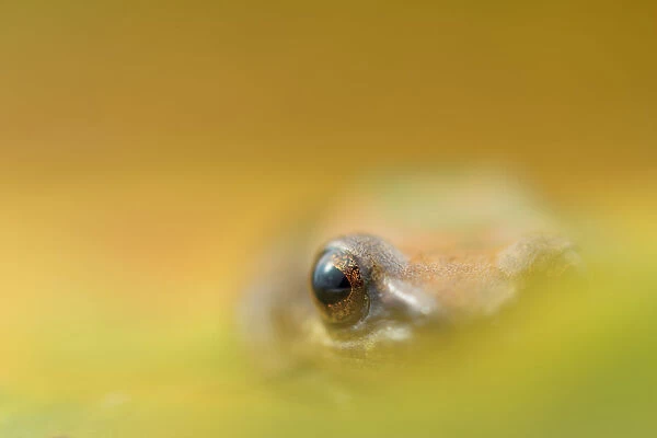 Tambococha rain frog (Pristimantis omeviridis) artistic view of eye, Yasuni National Park
