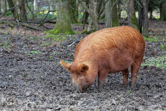 Framed Print : Tamworth pig (Sus domesticus) rooting with its snout for food including fallen acorns in muddy woodland, Knepp Estate, Sussex, England, UK. March Framed Print : Tamworth pig (Sus domesticus) rooting with its snout for food including fallen acorns in muddy woodland, Knepp Estate, Sussex, England, UK. March