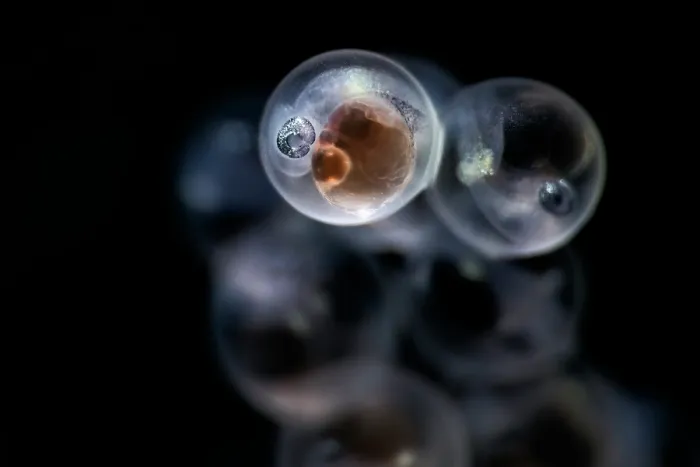 Framed Print : Tanaka's snailfish (Liparis tanakae) embryo, one of many in a cluster of eggs. Each egg is less than 1.5mm in diameter, Yamaguchi Prefecture, Japan, Pacific Ocean Framed Print : Tanaka's snailfish (Liparis tanakae) embryo, one of many in a cluster of eggs. Each egg is less than 1.5mm in diameter, Yamaguchi Prefecture, Japan, Pacific Ocean