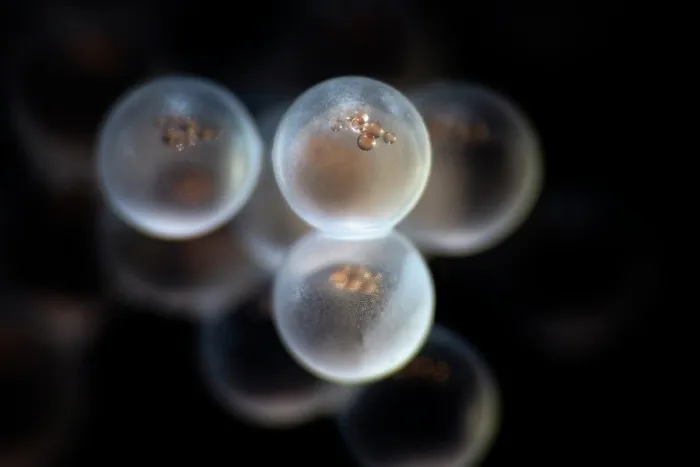 Framed Print : Tanaka's snailfish (Liparis tanakae) freshly spawned eggs. Each egg is less than 1.5mm in diameter, Yamaguchi Prefecture, Japan, Pacific Ocean Framed Print : Tanaka's snailfish (Liparis tanakae) freshly spawned eggs. Each egg is less than 1.5mm in diameter, Yamaguchi Prefecture, Japan, Pacific Ocean