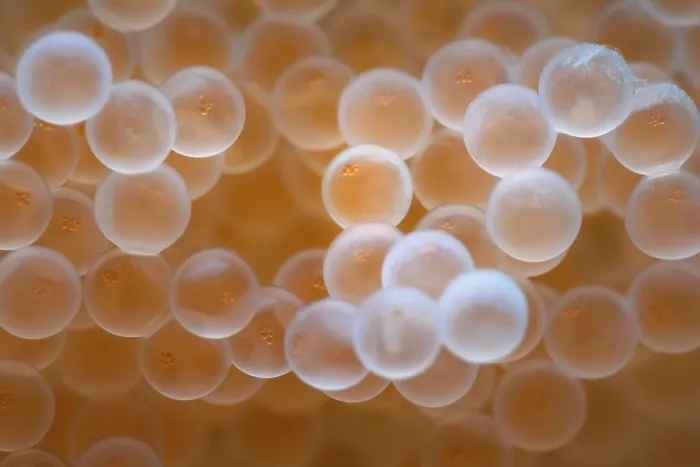 Framed Print : Tanaka's snailfish (Liparis tanakae) freshly spawned eggs. Each egg is less than 1.5mm in diameter, Yamaguchi Prefecture, Japan, Pacific Ocean Framed Print : Tanaka's snailfish (Liparis tanakae) freshly spawned eggs. Each egg is less than 1.5mm in diameter, Yamaguchi Prefecture, Japan, Pacific Ocean