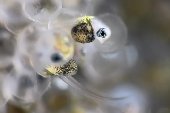 Framed Print : Tanaka's snailfish (Liparis tanakae) hatching from its egg head-first. Another juvenile can be seen emerging tail-first. Each egg is less that 1.5mm in diameter Framed Print : Tanaka's snailfish (Liparis tanakae) hatching from its egg head-first. Another juvenile can be seen emerging tail-first. Each egg is less that 1.5mm in diameter