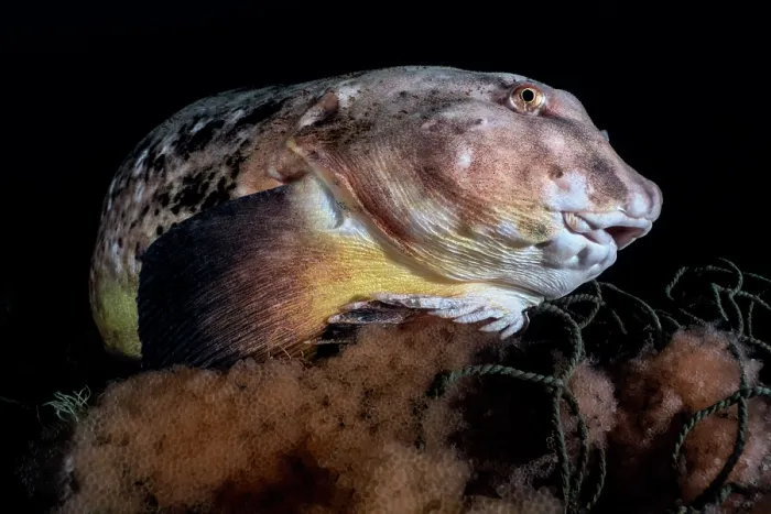 Framed Print : Tanaka's snailfish (Liparis tanakae) male, protecting his eggs, Yamaguchi Prefecture, Japan, Pacific Ocean Framed Print : Tanaka's snailfish (Liparis tanakae) male, protecting his eggs, Yamaguchi Prefecture, Japan, Pacific Ocean