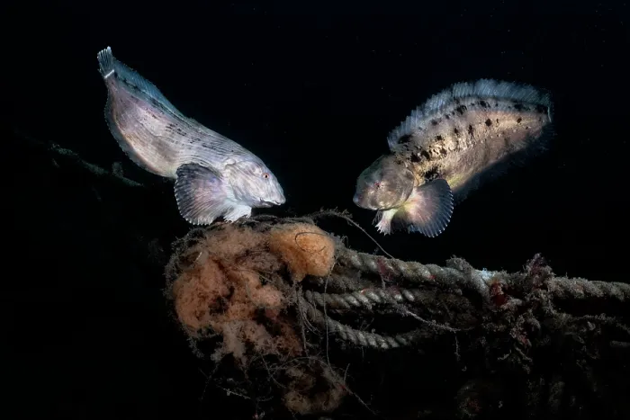 Framed Print : Tanaka's snailfish (Liparis tanakae) pair just prior to spawning Framed Print : Tanaka's snailfish (Liparis tanakae) pair just prior to spawning