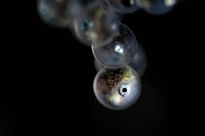 Framed Print : Tanaka's snailfish (Liparis tanakae) well-developed embryo inside the egg. Each is about 1.5mm in diameter. Yamaguchi Prefecture, Japan, Pacific Ocean
