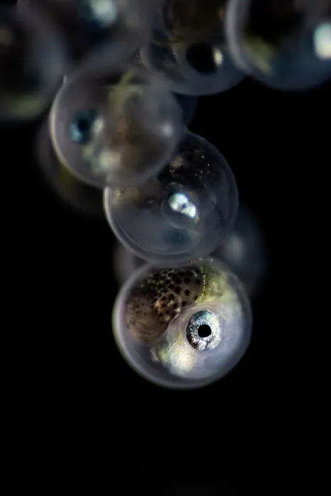 Framed Print : Tanaka's snailfish (Liparis tanakae) well-developed embryo inside the egg. Each is about 1.5mm in diameter. Yamaguchi Prefecture, Japan, Pacific Ocean Framed Print : Tanaka's snailfish (Liparis tanakae) well-developed embryo inside the egg. Each is about 1.5mm in diameter. Yamaguchi Prefecture, Japan, Pacific Ocean