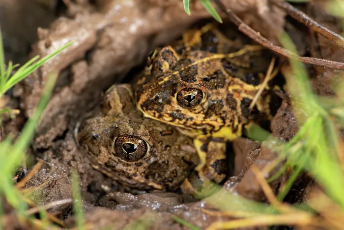 Framed Print : Tandy's sand frogs (Tomopterna tandyi) pair in amplexus, digging themselves into the mud, Karoo Gariep Nature Reserve / Khoisan Karoo Conservancy, South Africa Framed Print : Tandy's sand frogs (Tomopterna tandyi) pair in amplexus, digging themselves into the mud, Karoo Gariep Nature Reserve / Khoisan Karoo Conservancy, South Africa