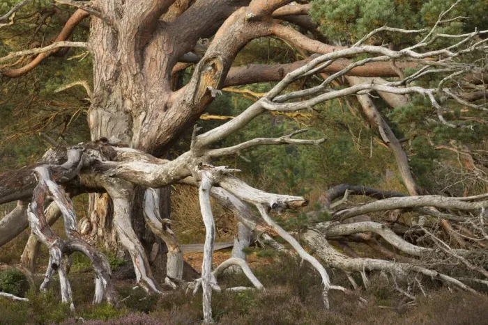 Framed Print : Tangled dead boughs of veteran Scots Pine (Pinus sylvestris), Rothiemurchus Forest