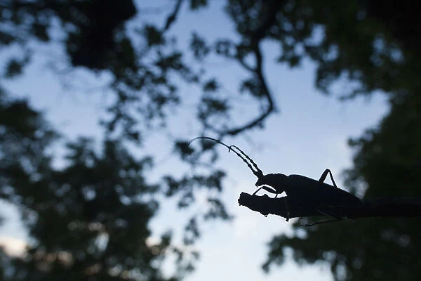 Tanner  /  Sawyer beetle (Prionus coriarius) silhouetted on branch at dusk, Djerdab National Park