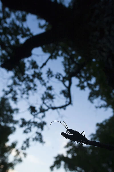 Tanner  /  Sawyer beetle (Prionus coriarius) silhouetted on Oak branch at dusk, Djerdap National Park