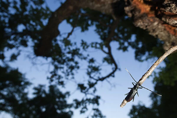 Tanner  /  Sawyer beetle (Prionus coriarius) on Oak branch, Djerdap National Park, Serbia