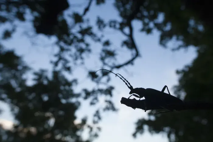 Framed Print : Tanner / Sawyer beetle (Prionus coriarius) silhouetted on branch at dusk, Djerdab National Park Framed Print : Tanner / Sawyer beetle (Prionus coriarius) silhouetted on branch at dusk, Djerdab National Park