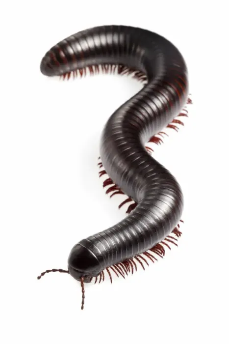 Framed Print : Tanzanian Giant Millipede {Archispirostreptus gigas} Captive, originating from Africa Framed Print : Tanzanian Giant Millipede {Archispirostreptus gigas} Captive, originating from Africa