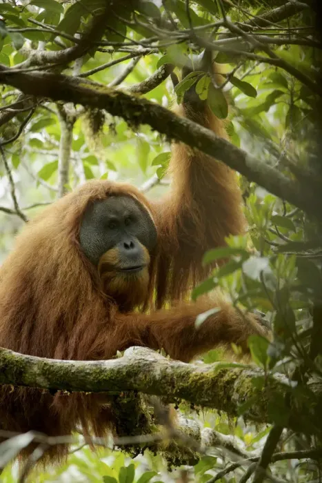 Framed Print : Tapanuli Orangutan (Pongo tapanuliensis). Togus, adult flanged male. Batang Toru Forest Framed Print : Tapanuli Orangutan (Pongo tapanuliensis). Togus, adult flanged male. Batang Toru Forest