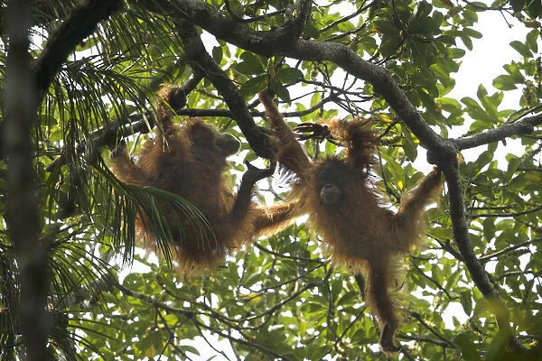 Tapanuli Orangutan (Pongo tapanuliensis) Beti, juvenile female approximate age 6 years