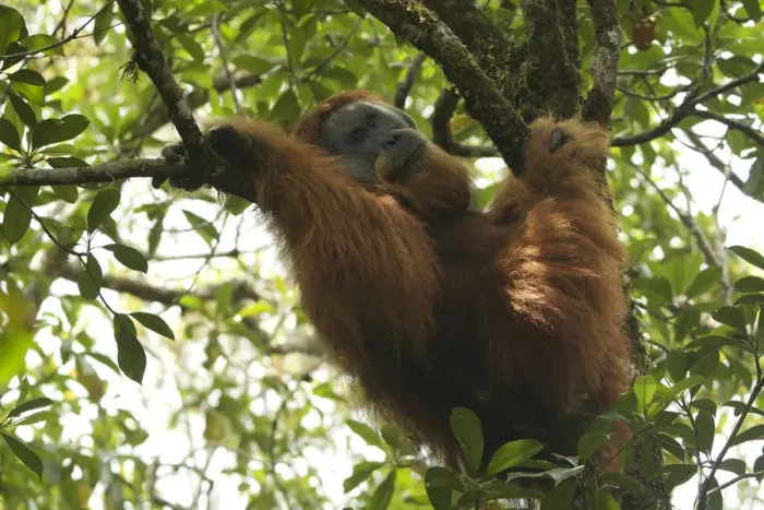 Framed Print : Tapanuli orangutan (Pongo tapanuliensis) Togus, adult flanged male, trying to nap in tree Framed Print : Tapanuli orangutan (Pongo tapanuliensis) Togus, adult flanged male, trying to nap in tree