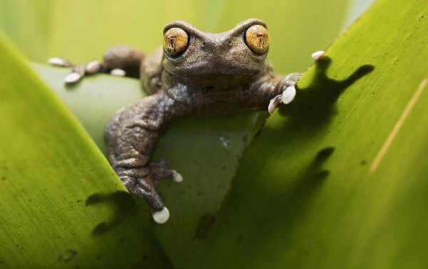Tapichalaca torrenteer frog(Hyloscirtus tapichalaca) male on a bromeliad, Tapichalaca Reserve