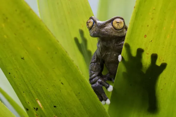 Framed Print : Tapichalaca Torrenteer (Hyloscirtus tapichalaca) on a bromeliad, Tapichalaca Reserve