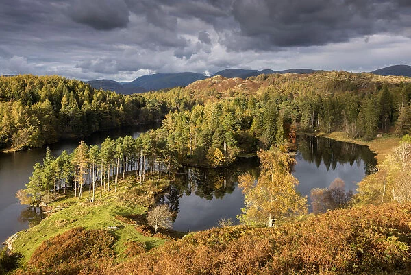 Tarn Hows, late evening light in autumn, near Coniston, The Lake District, Cumbria, UK. October 2016