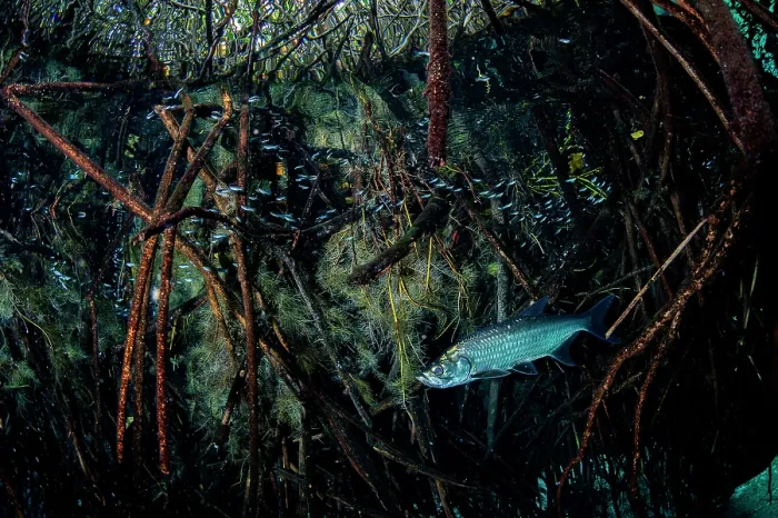Framed Print : Tarpon (Megalops atlanticus) swimming in a Mangrove (Rhizophora mangle) forest, near Tulum, Quintana Roo, Mexico