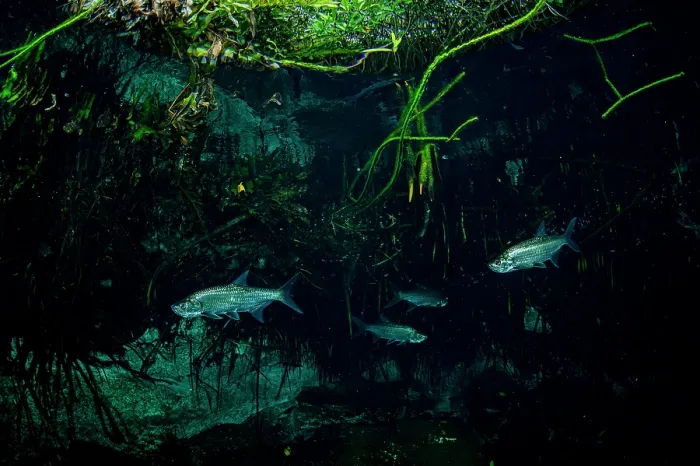 Framed Print : Four Tarpons (Megalops atlanticus) swimming in a Mangrove (Rhizophora mangle) forest, near Tulum, Quintana Roo, Mexico Framed Print : Four Tarpons (Megalops atlanticus) swimming in a Mangrove (Rhizophora mangle) forest, near Tulum, Quintana Roo, Mexico