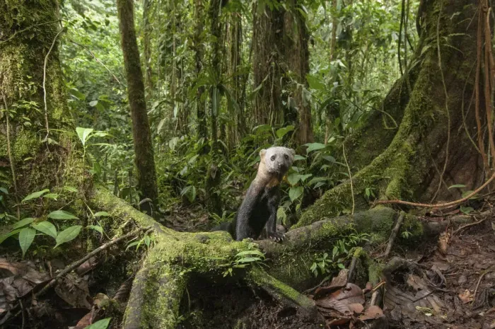 Framed Print : Tarya (Eira barbara) in cloud forest, Choco region, Northwestern Ecuador Framed Print : Tarya (Eira barbara) in cloud forest, Choco region, Northwestern Ecuador