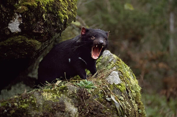 Tasmanian devil calling {Sarcophilus harrisii} Tasmania Australia