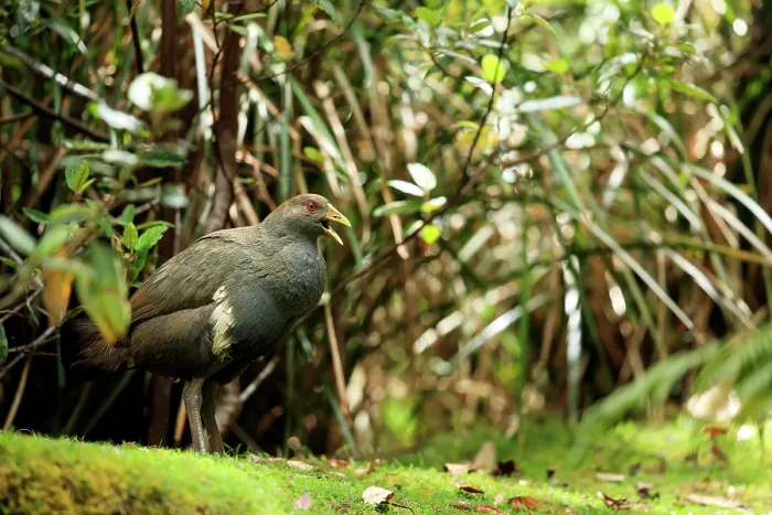 Framed Print : Tasmanian nativehen (Tribonyx mortierii) standing among forest undergrowth, calling, Tasmania, Australia Framed Print : Tasmanian nativehen (Tribonyx mortierii) standing among forest undergrowth, calling, Tasmania, Australia