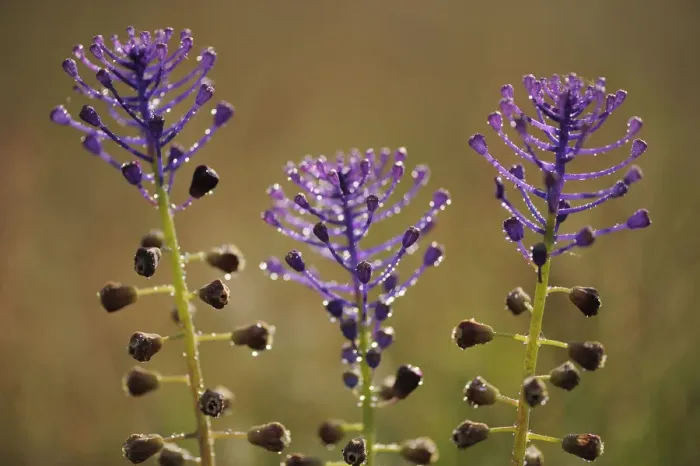 Framed Print : Tassel hyacinth (Muscari comosum) Campanarios de Azaiba Nature Reserve, Salamanca Region Framed Print : Tassel hyacinth (Muscari comosum) Campanarios de Azaiba Nature Reserve, Salamanca Region