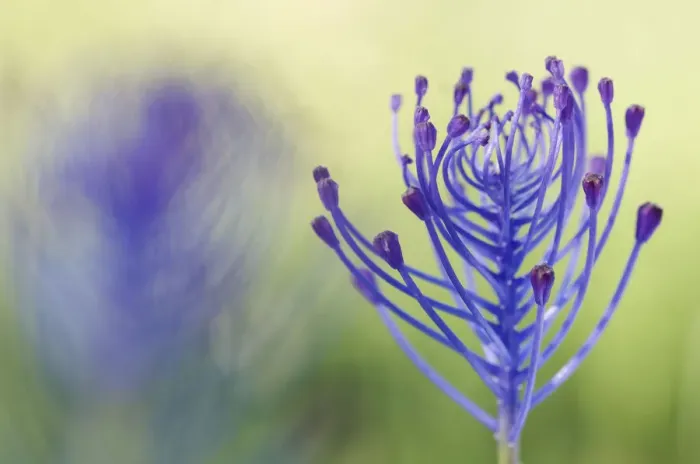 Framed Print : Tassel hyacinth (Muscari comosum) flower, Menorca, Balearic Islands, Spain, Europe Framed Print : Tassel hyacinth (Muscari comosum) flower, Menorca, Balearic Islands, Spain, Europe