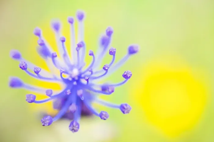 Framed Print : Tassel hyacinth (Muscari comosum) flower. Cyprus. April Framed Print : Tassel hyacinth (Muscari comosum) flower. Cyprus. April