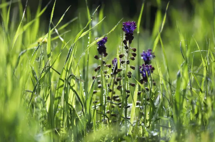 Framed Print : Tassel hyacinths (Muscari comosum) flowering, Akamas Peninsula, Cyprus, May 2009