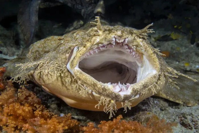Framed Print : Tasseled wobbegong shark (Eucrossorhinus dasypogon) yawning. Citrus Ridge, Yanggefo Island