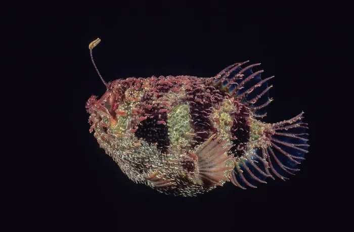 Framed Print : Tasselled anglerfish (Rhycherus filamentosus) portrait, Edithburgh, South Australia, Pacific Ocean Framed Print : Tasselled anglerfish (Rhycherus filamentosus) portrait, Edithburgh, South Australia, Pacific Ocean