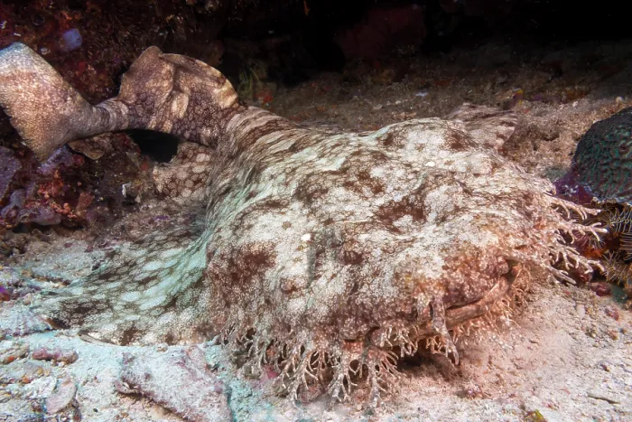 Framed Print : Tasselled wobbegong (Eucrossorhinus dasypogon) camouflaged on seabed, Indonesia, Pacific Ocean Framed Print : Tasselled wobbegong (Eucrossorhinus dasypogon) camouflaged on seabed, Indonesia, Pacific Ocean