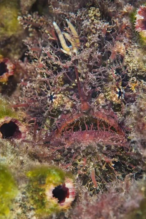 Framed Print : Tassled anglerfish (Rhycherus filamentosus) is almost perfectly camouflaged as it Framed Print : Tassled anglerfish (Rhycherus filamentosus) is almost perfectly camouflaged as it