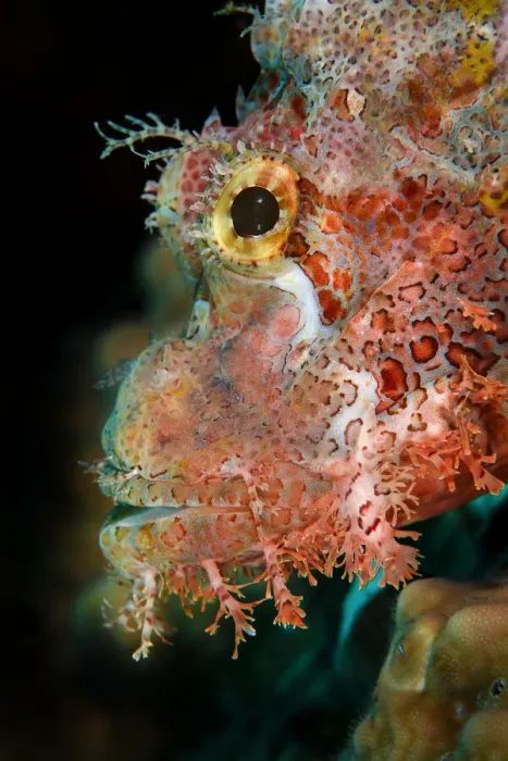 Framed Print : Tassled scorpionfish (Scorpaenopsis oxycephala), portrait, Triton Bay, West Papua, Indonesia, Pacific Ocean Framed Print : Tassled scorpionfish (Scorpaenopsis oxycephala), portrait, Triton Bay, West Papua, Indonesia, Pacific Ocean