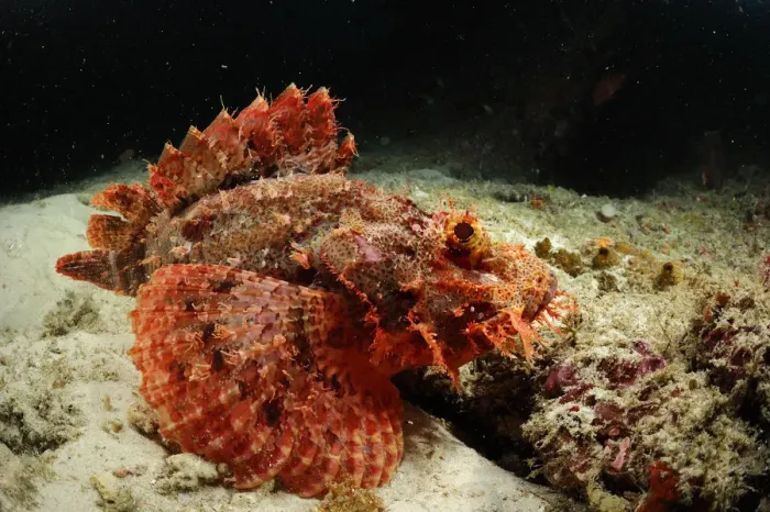 Framed Print : Tassled scorpionfish (Scorpaenopsis oxycephala) swimming just above sea bed, Raja Ampat Framed Print : Tassled scorpionfish (Scorpaenopsis oxycephala) swimming just above sea bed, Raja Ampat