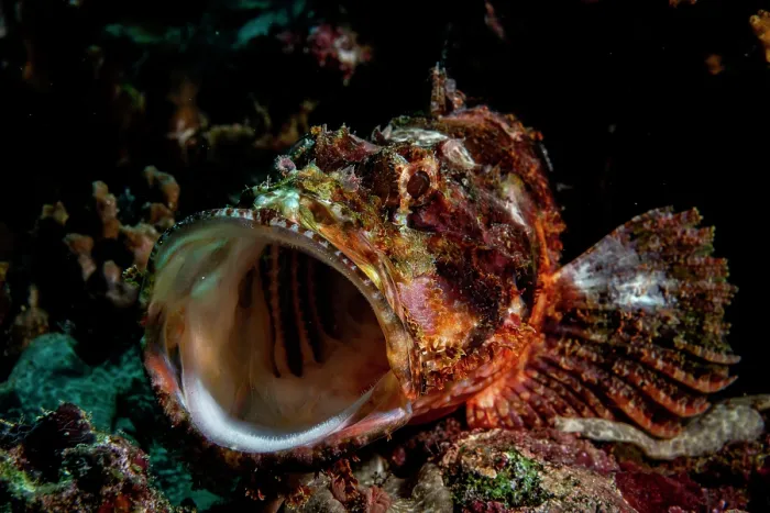Framed Print : Tassled scorpionfish (Scorpaenopsis oxycephala) yawning, Bunaken National Park, North Sulawesi, Indonesia, Pacific Ocean Framed Print : Tassled scorpionfish (Scorpaenopsis oxycephala) yawning, Bunaken National Park, North Sulawesi, Indonesia, Pacific Ocean