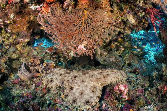 Framed Print : Tassled wobbegong (Eucrossorhinus dasypogon) resting on a coral reef, Misool, Raja Ampat, West Papua, Indonesia, Ceram Sea, Pacific Ocean Framed Print : Tassled wobbegong (Eucrossorhinus dasypogon) resting on a coral reef, Misool, Raja Ampat, West Papua, Indonesia, Ceram Sea, Pacific Ocean