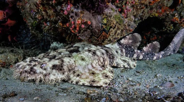 Framed Print : Tassled wobbegong (Eucrossorhinus dasypogon) resting on seabed under a ledge inside a small cave, Raja Ampat, Indonesia, Pacific Ocean Framed Print : Tassled wobbegong (Eucrossorhinus dasypogon) resting on seabed under a ledge inside a small cave, Raja Ampat, Indonesia, Pacific Ocean