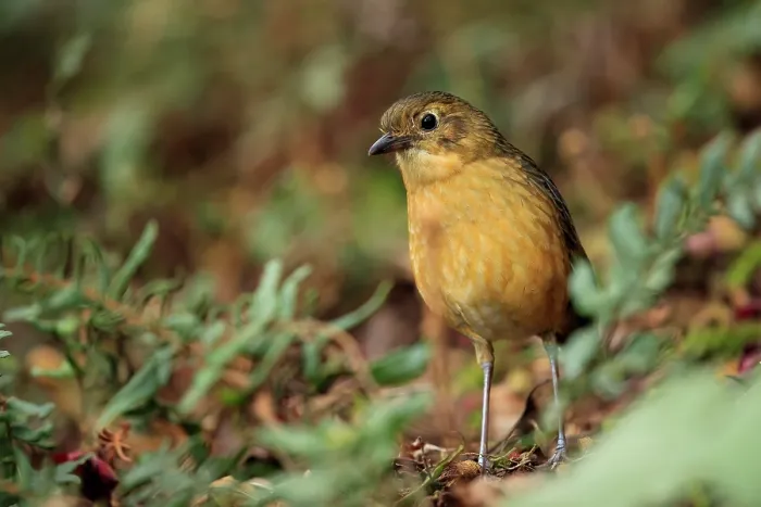 Framed Print : Tawny antpitta (Grallaria quitensis) standing on forest floor, Nevado del Ruiz, Colombia