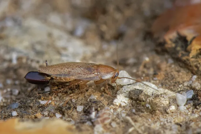 Framed Print : Tawny cockroach (Ectobius pallidus) female carrying an egg sac on a sandy path through heathland, Dorset, England, UK. August Framed Print : Tawny cockroach (Ectobius pallidus) female carrying an egg sac on a sandy path through heathland, Dorset, England, UK. August