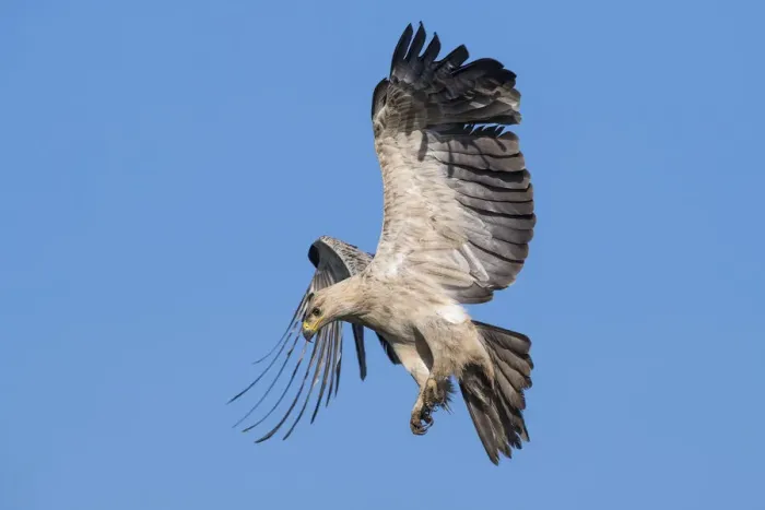 Framed Print : Tawny eagle (Aquila rapax) in flight, coming into land on carcass. Ndutu, Ngorongoro Conservation Area / Serengeti Tanzania Framed Print : Tawny eagle (Aquila rapax) in flight, coming into land on carcass. Ndutu, Ngorongoro Conservation Area / Serengeti Tanzania