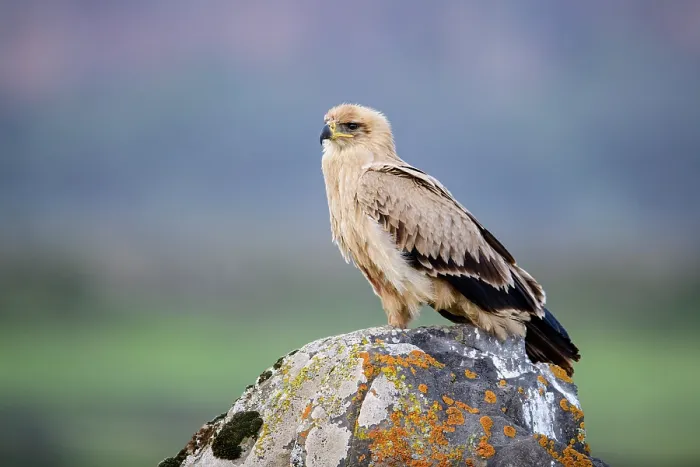 Framed Print : Tawny eagle (Aquila rapax) perched on a rock, Bale Mountains National Park, Ethiopia Framed Print : Tawny eagle (Aquila rapax) perched on a rock, Bale Mountains National Park, Ethiopia